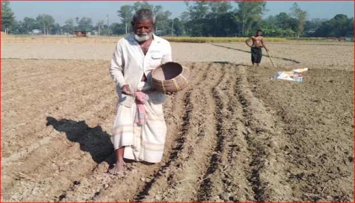 ভূট্টা চাষে ব্যস্ত রায়গঞ্জের কৃষকেরা
