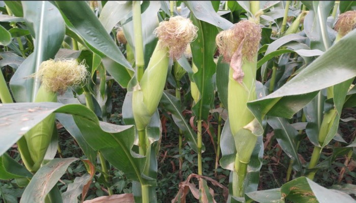 চলতি মৌসুমে ভুট্টার বাম্পার ফলনের আশা করছেন রায়গঞ্জের কৃষকেরা