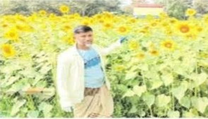 কটিয়াদীতে সূর্যমুখী চাষে কৃষক ইফরানের মুখে হাসি এম এ কুদ্দুছ,