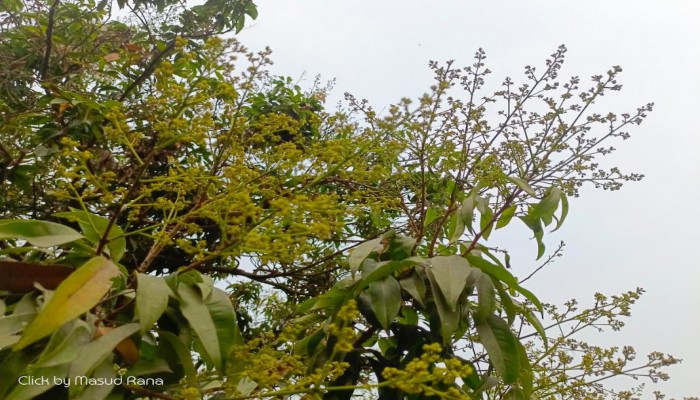 খানসামায় লিচুর মুকুলে মৌ মৌ গন্ধ