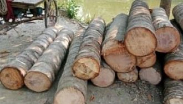 সাতটি নারিকেল গাছের মূল্য সাত লাখ টাকা পুলিশ ইন্সপেক্টরের কাছে চাঁদা দাবির অভিযোগ