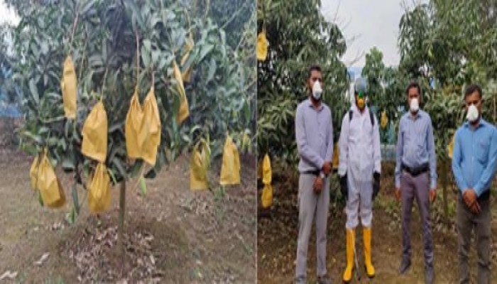 ঠাকুরগাঁওয়ে বিষমুক্ত আম চাষ- রপ্তানি মূখী কৃষিতে নতুন দিগন্তের সূচনা