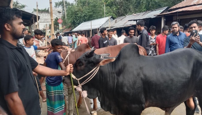 ঈদুল আজহা সামনে রেখে হোসেনপুরের হারেঞ্জা বাজারে পশুর হাটে জমজমাট বেচাকেনা