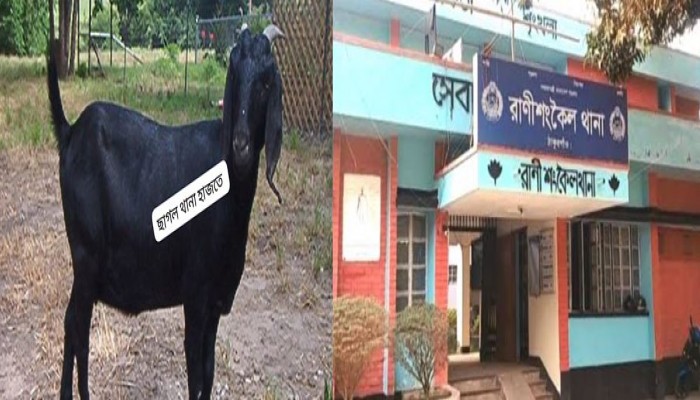 হারিয়ে যাওয়া ছাগল ১৭ দিন ধরে থানা হাজতে