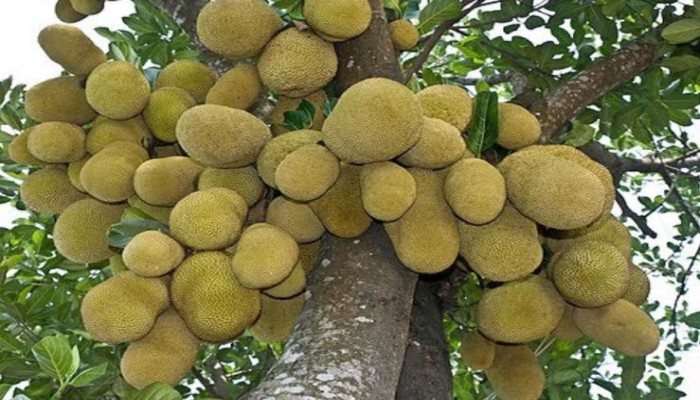 হরিপুরে গাছে গাছে ঝুলছে রসালো ফল কাঁঠাল