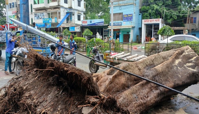 টানা বর্ষণে উপড়ে পড়ল ৩০ বছরের পুরনো গাছ 