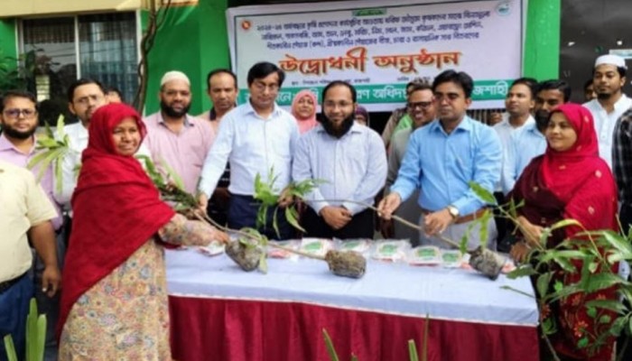 রাজশাহীর পবায় বিনামূল্যে গাছের চাড়া বিতরণ
