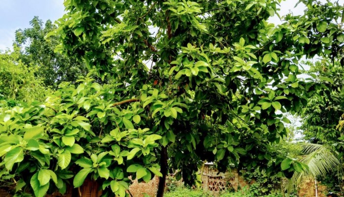 রাণীশংকৈলে বিদেশি ফল অ্যাভোকাডো চাষেও এগিয়ে আসছে কৃষকরা।