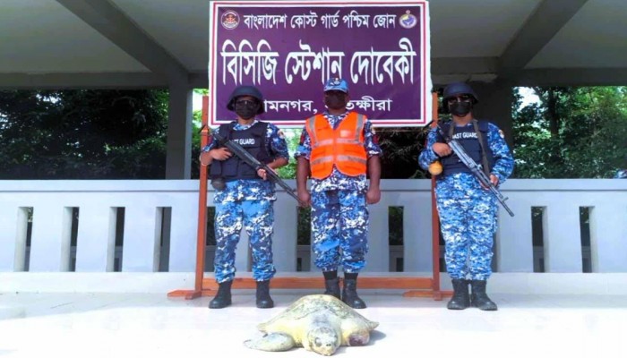 সুন্দরবনের চুনকুরি নদী থেকে আহত কচ্ছপ উদ্ধার, বনের পুকুরে অবমুক্ত।