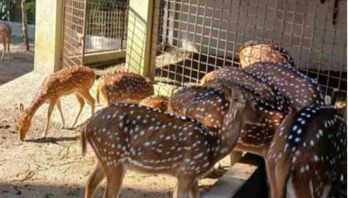 বরিশালে দুর্গাসাগরের খাঁচা থেকে হরিণ উধাও।