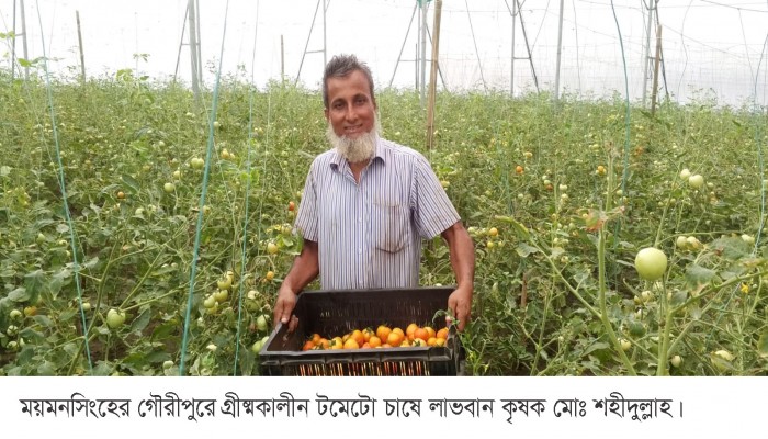 গৌরীপুরে পলিনেট হাউজে টমেটোর আবাদ করে লাভবান কৃষক শহীদুল্লাহ
