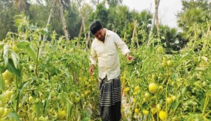 বোয়ালখালীতে মালচিং পদ্ধতিতে গ্রীষ্মকালীন টমেটো চাষ