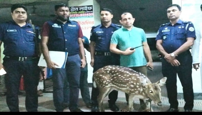 ভোলায় অতি জোয়ারে বনের হরিন লোকালয়ে