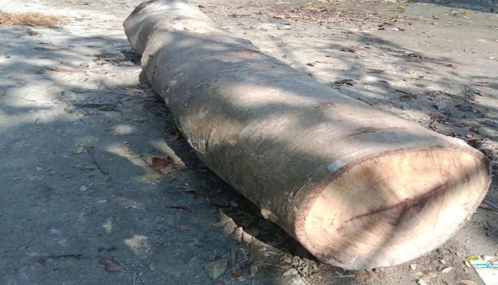 বদরগঞ্জে আওয়ামীলীগ নেতার বিরুদ্ধে সরকারী গাছ বিক্রির অভিযোগ।