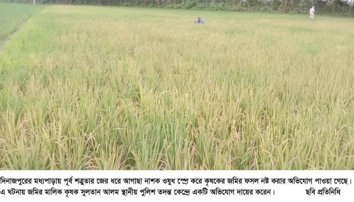 মধ্যপাড়ায় আগাছা নাশক স্প্রে করে জমির ফসল নষ্ট করার অভিযোগ