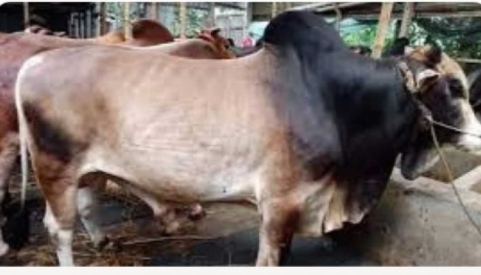 বদরগঞ্জে এক রাতে তিন কৃষকের ৯ টি গরু চুরি!