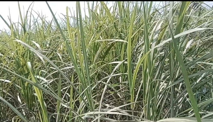 জমিতে ইক্ষু লাগালেন মসজিদ কমিটি, কর্তন করলেন প্রতিপক্ষরা।