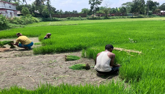 ব্রাহ্মণপাড়ায় আমনের সবুজ মাঠে কৃষকের সোনালী স্বপ্ন