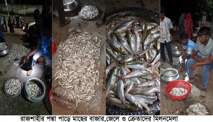 রাজশাহীর পদ্মা পাড়ে মাছের বাজার, জেলে ও ক্রেতাদের মিলনমেলা