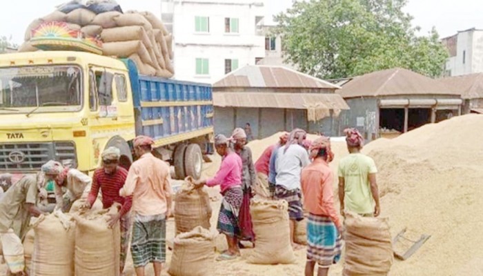 মাধবপুর ন্যায্যমূল্য নেই আউশ ধান নিয়ে বিপাকে কৃষক