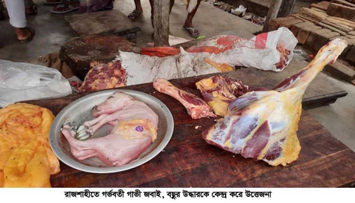 রাজশাহীতে গর্ভবতী গাভী জবাই, বছুুর উদ্ধারকে কেন্দ্র করে উত্তেজনা