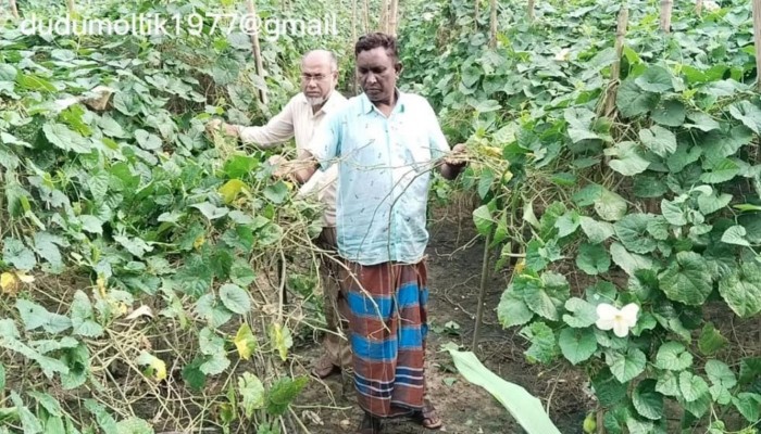 ঝিনাইগাতীতে কৃষকের কাকরুল ক্ষেত নষ্ট, প্রাণনাশের হুমকি