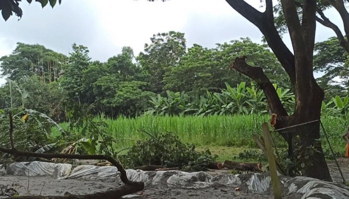 সিরাজদিখানে রাতের অধারে সরকারি গাছ কাটার অভিযোগ