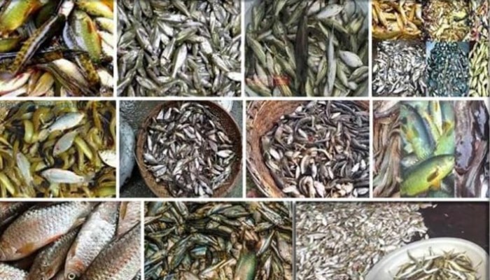 বর্ষার মৌসুমে বিলুপ্তর পথে দেশীয় ৭০ প্রজাতির মাছ