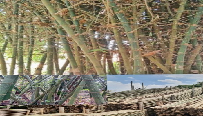 বিশ্ব বাঁশ দিবস আজ 