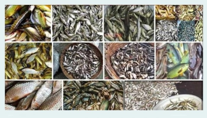 বুড়িচংয়ে হারিয়ে যাচ্ছে দেশীয় প্রজাতির মাছ