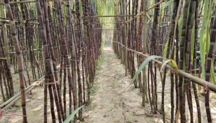 কালীগঞ্জে ফিলিপাইনের আখ চাষে মাসুদের বাজিমাত