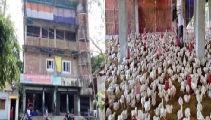 হাকিমপুর উপজেলায় আবাসিক এলাকায় ৪ তলা ভবনে মুরগির খামার, স্বাস্থ্য ঝুঁকিতে প্রতিবেশীরা