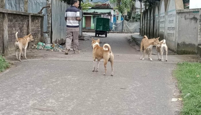 ব্রাহ্মণপাড়ায় বেওয়ারিশ ও পাগলা কুকুরের উপদ্রব বেড়েছে
