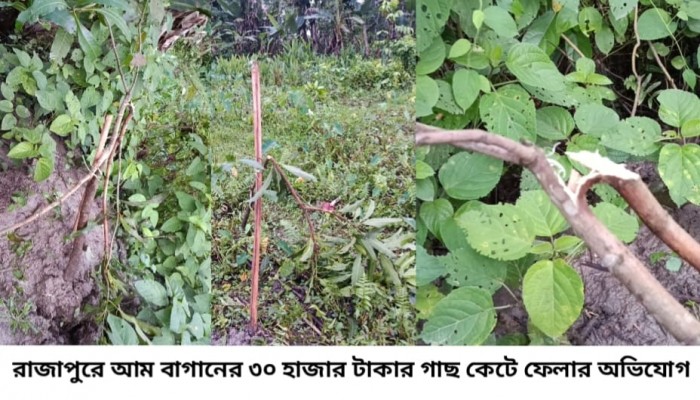 রাজাপুরে আম বাগানের ৩০ হাজার টাকার গাছ কেটে ফেলার অভিযোগ