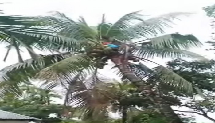 নেত্রকোণায় বিদ্যুতায়িত নারিকেল গাছে কিশোরের মৃত্যু