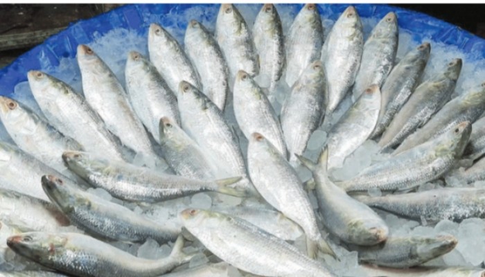 বরিশালে ডিমওয়ালা মা ইলিশ পাহারায় ড্রোন