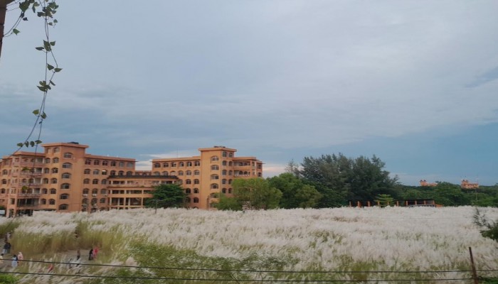 কাশফুলের রাজ্য যেন এক নিঃশব্দ কবিতা: শরতের গল্প বলছে বরিশাল বিশ্ববিদ্যালয়