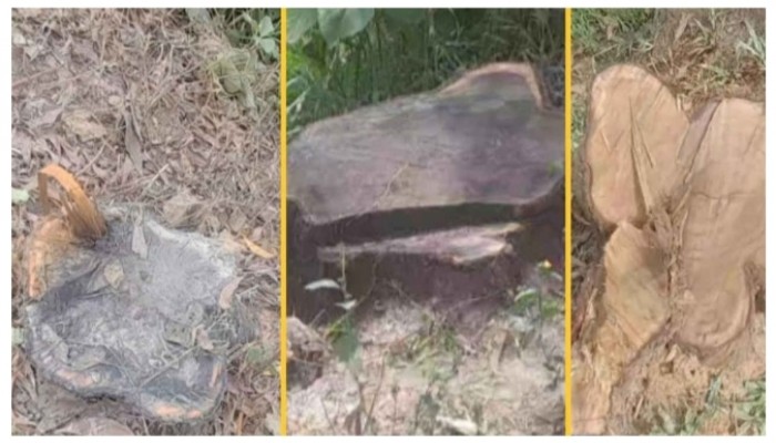 মাধবপুরে এলজিইডির রাস্তার অর্ধশতাধিক গাছ চুরি নীরব প্রশাসন