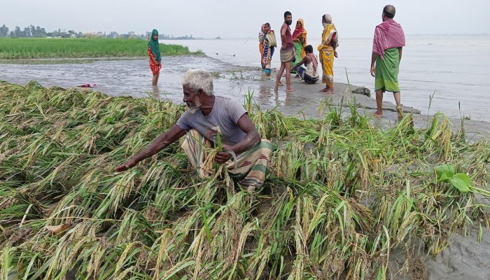 কুড়িগ্রামের উলিপুরে তিস্তায় বন্যার পানিতে তলিয়ে যাওয়া ফসল নষ্ট