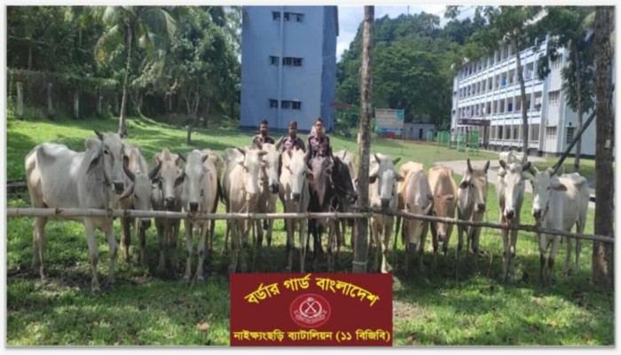 নাইক্ষ্যংছড়ি ১১ বিজিবি'র ধারাবাহিক অভিযানে ১৫ বার্মিজ গরু জব্দ