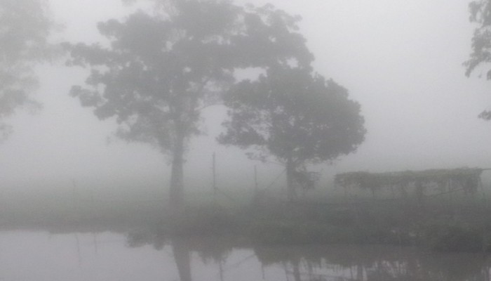 ধানের শীষে মুক্তা দানার মতো ও ভোরের কুয়াশা জানান দিচ্ছে শীতের আগমনী বার্তা
