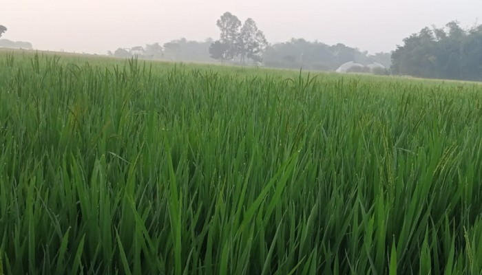 ভোরের ঘনকুয়াশায়  জানান, দিচ্ছে উত্তরের জেলা ঠাকুরগাঁওয়ে  শীতের আগাম বার্তা