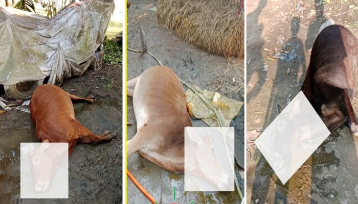 তিন গাভিন গরুর মৃত্যুতে নিঃস্ব কৃষক এমদাদুল