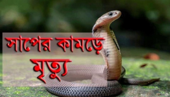 ‎নবীগঞ্জে জমিতে কাজ করার সময় সাপের কামড়ে এক কৃষকের মৃত্যু  ‎
