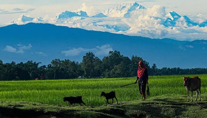 পঞ্চগড়ে দেখা মিলছে কাঞ্চনজঙ্ঘার অপরূপ দৃশ্য