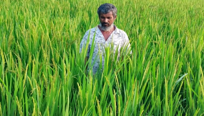 রাঙ্গাবালীতে স্লুইস গেট অকেজো: পানির অভাবে দুই হাজার একর আমন ধান ঝুঁকিতে