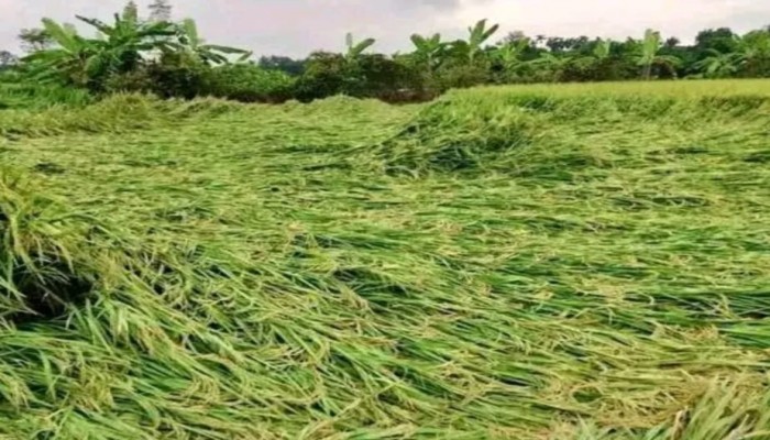 বিরুপ আবহাওয়া ও বৃষ্টির কারণে আমন ধান নিয়ে দুঃশ্চিন্তায় কৃষক