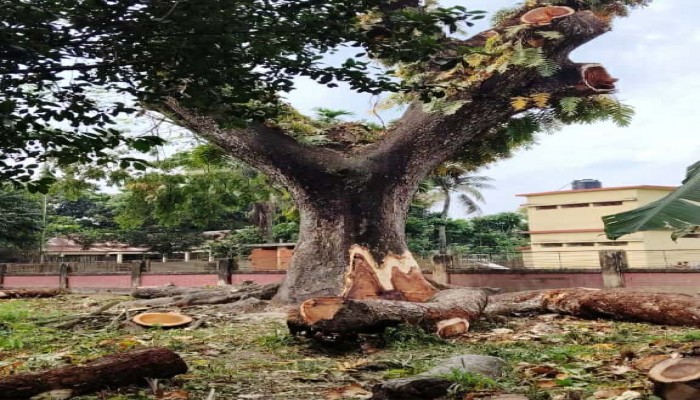 নিজের মালিকানা দাবি করে সরকারি গাছ বিক্রি, আটকালো প্রশাসন