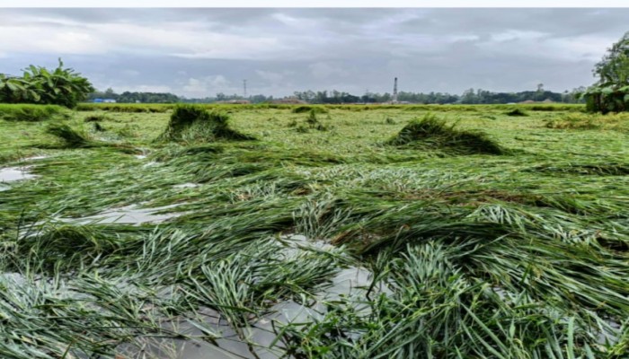 রোপা আমন ধান এখন পানির নিচে দিশেহারা রায়গঞ্জের কৃষকেরা
