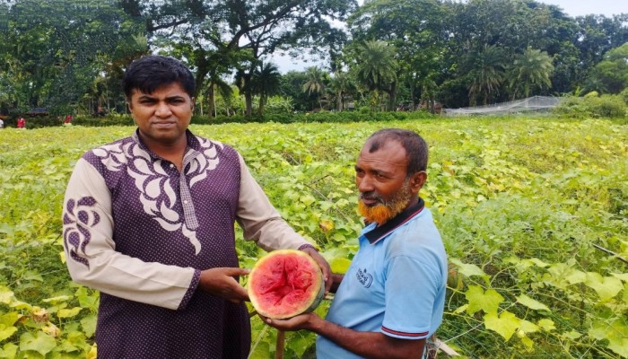 মণিরামপুরে অসময়ে তরমুজ চাষে সাফল্য খলিলুর রহমানের